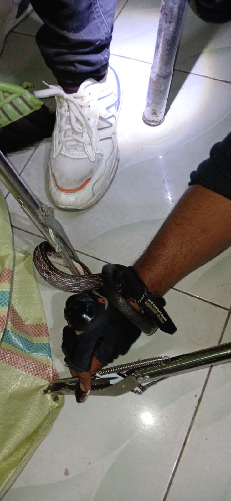 evakuasi ular di rumah warga yang beralamat di  Jl. Kain suji