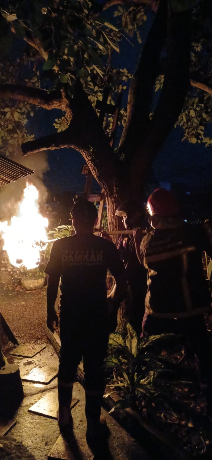 Personel Dinas Damkarmat melaksanakan evakuasi sarang tawon di  Jl. Diponegoro