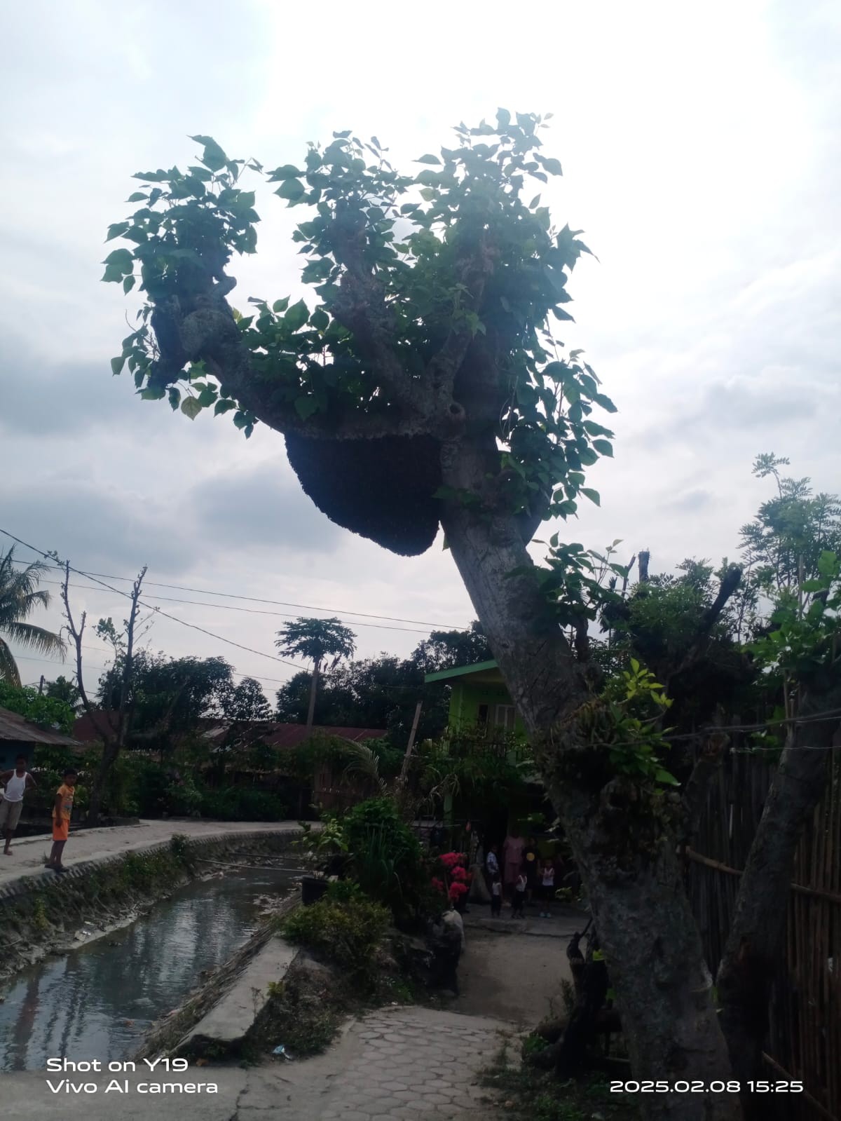 evakuasi sarang tawon di Jl. Sibatu-batu blok 3