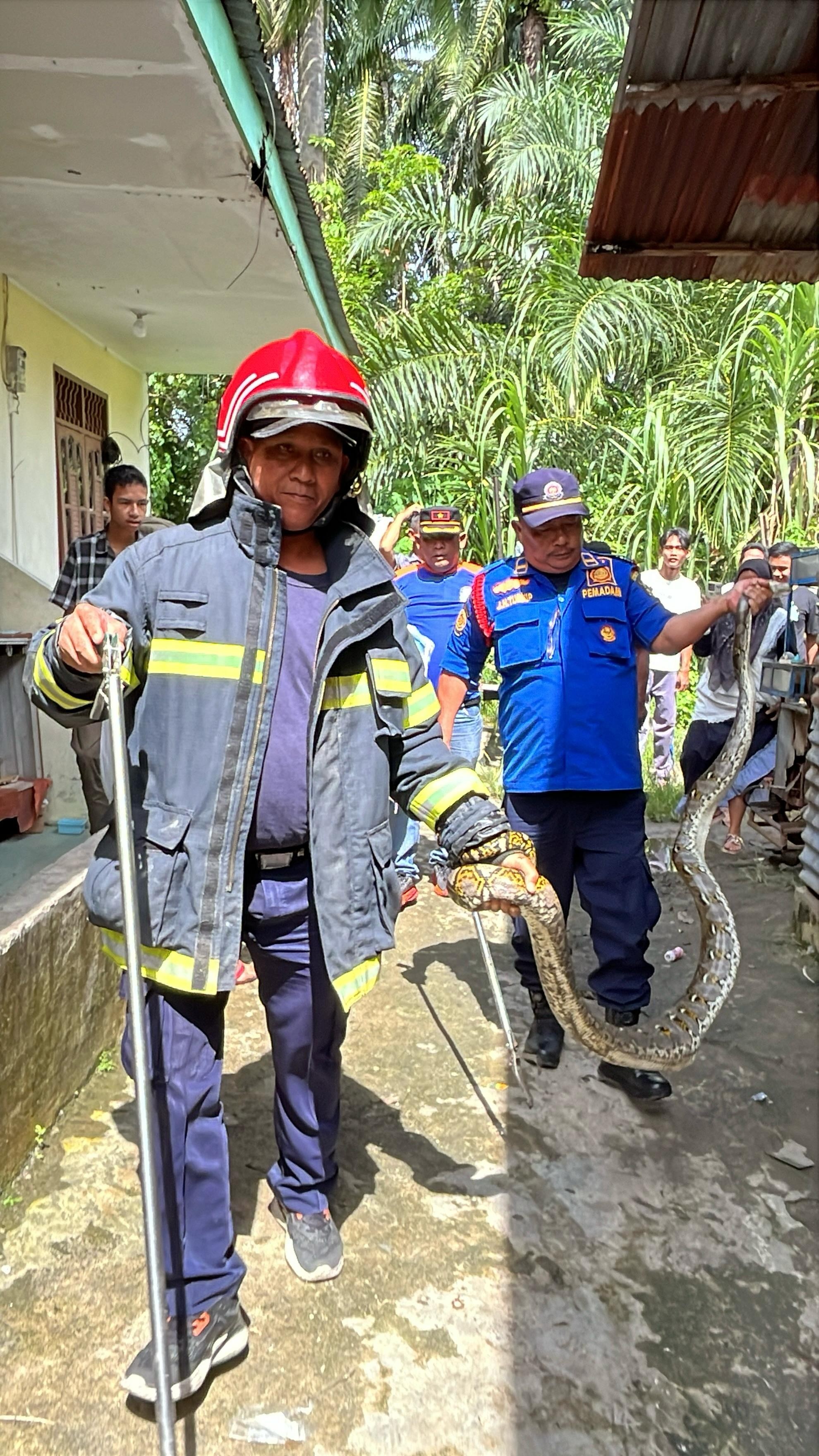 Evakuasi Ular dari kandang ayam warga yang beralamat di  Jl. Sumber Jaya II Gg. Inpres 
