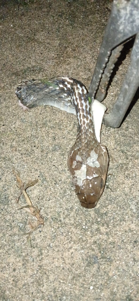 evakuasi Seekor Ular yang berada di sekitar rumah warga yang beralamat di Jl. Tangki