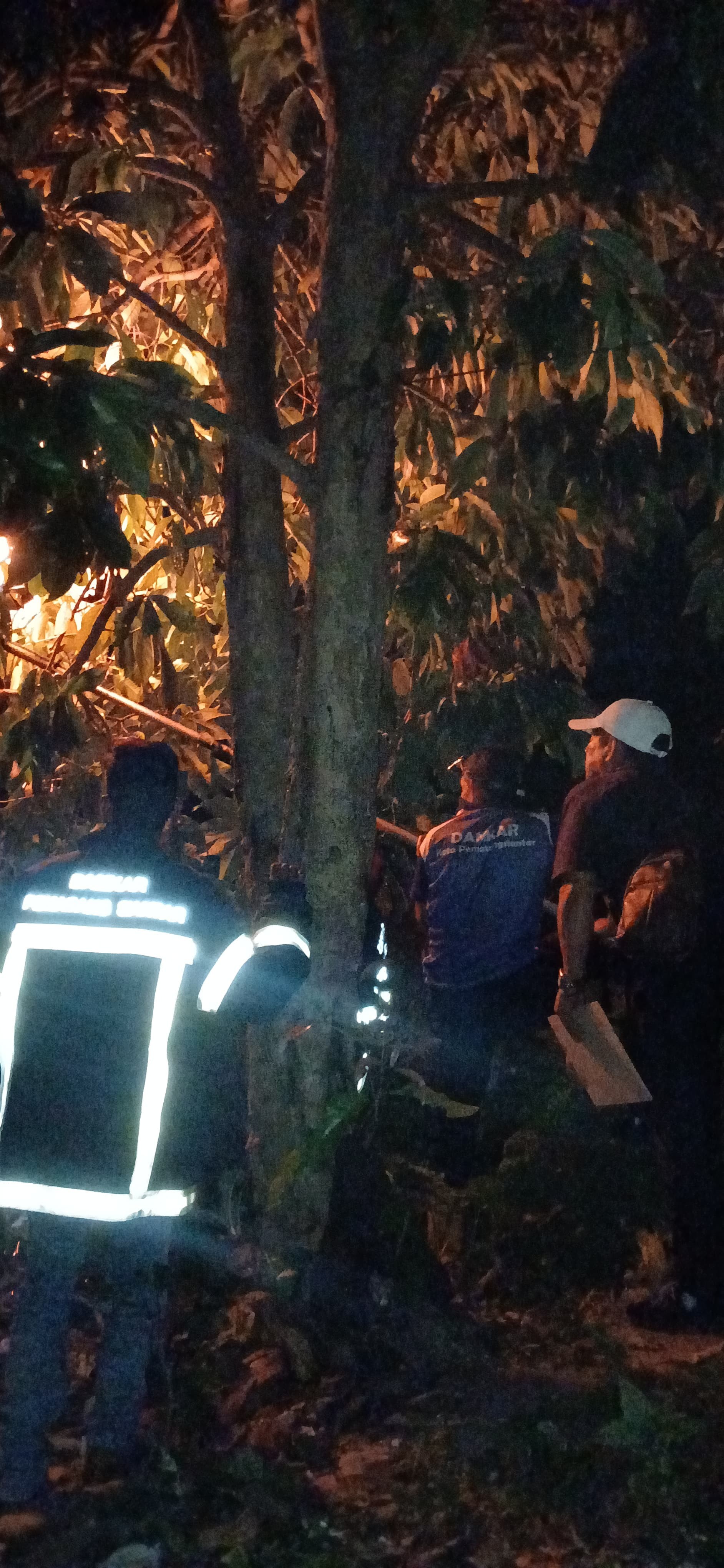 Evakuasi sarang tawon di Jl. Melanthon siregar