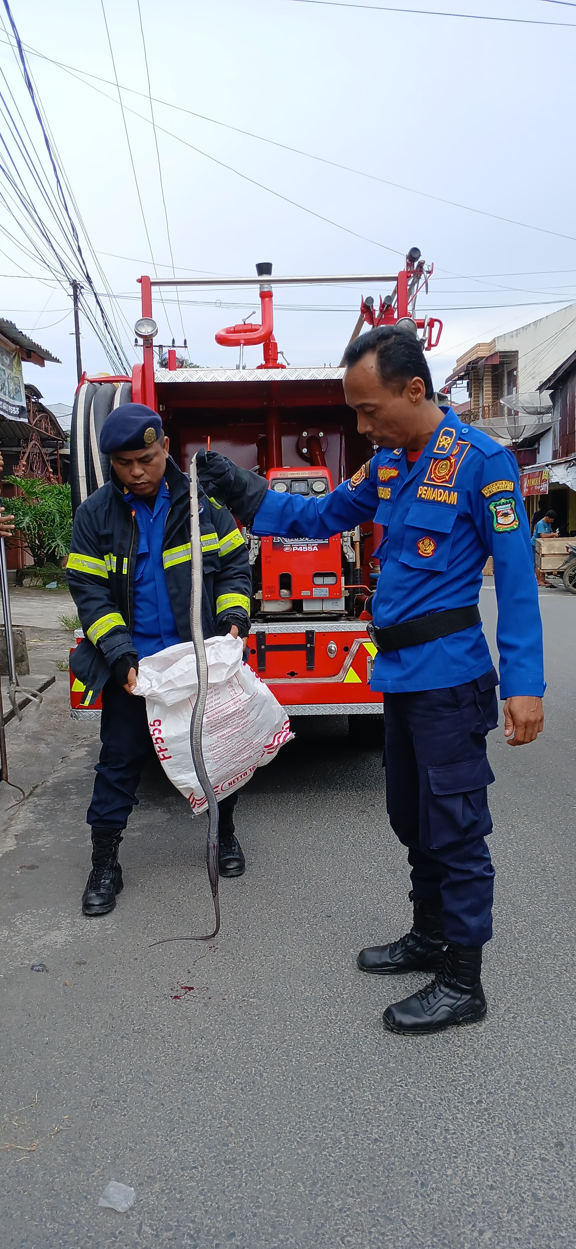 evakuasi Seekor Ular di rumah warga yang beralamat di Jl. Patuan Anggi