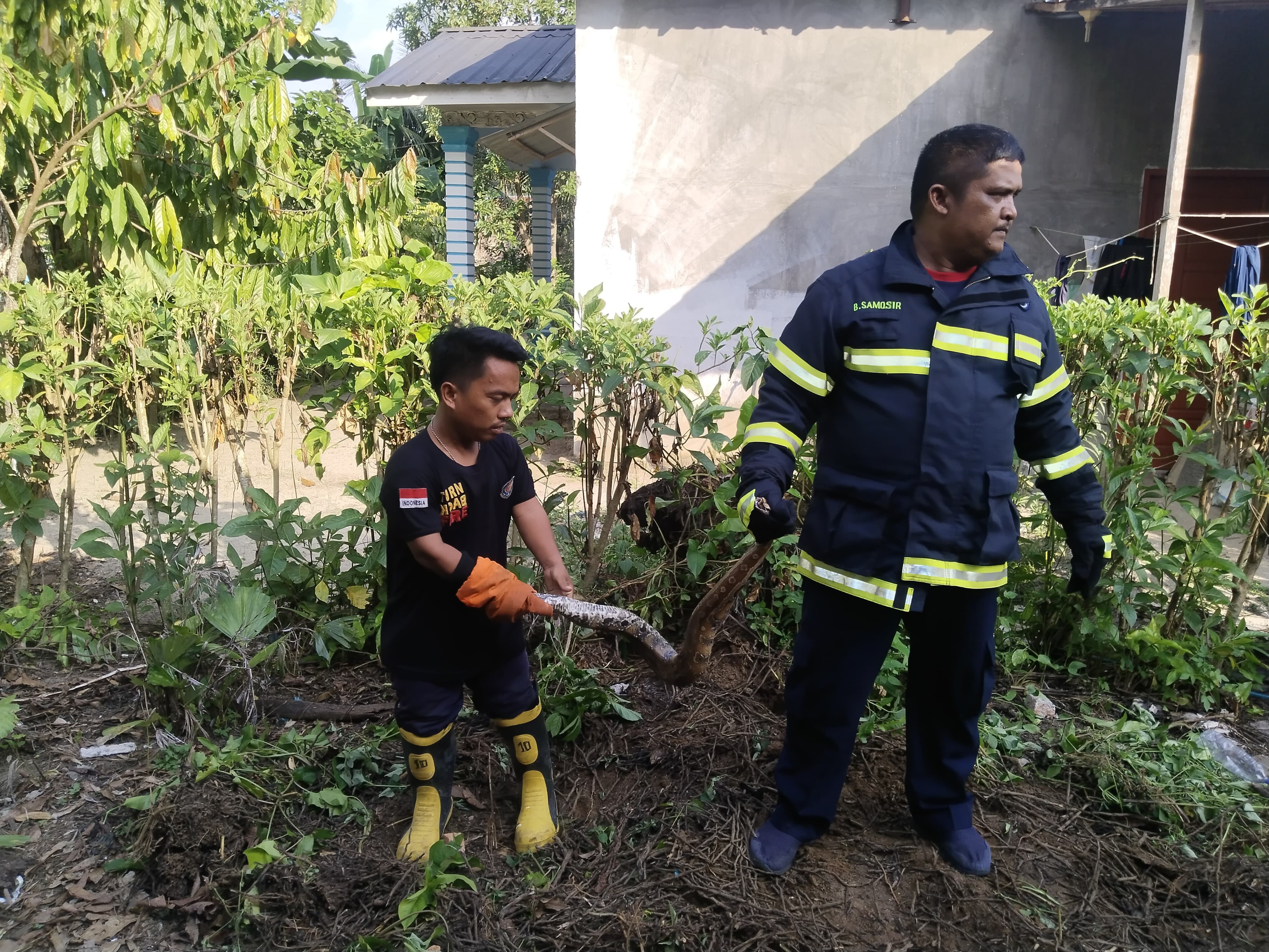 evakuasi ular di halaman rumah warga yang beralamat di  Totap Majawa