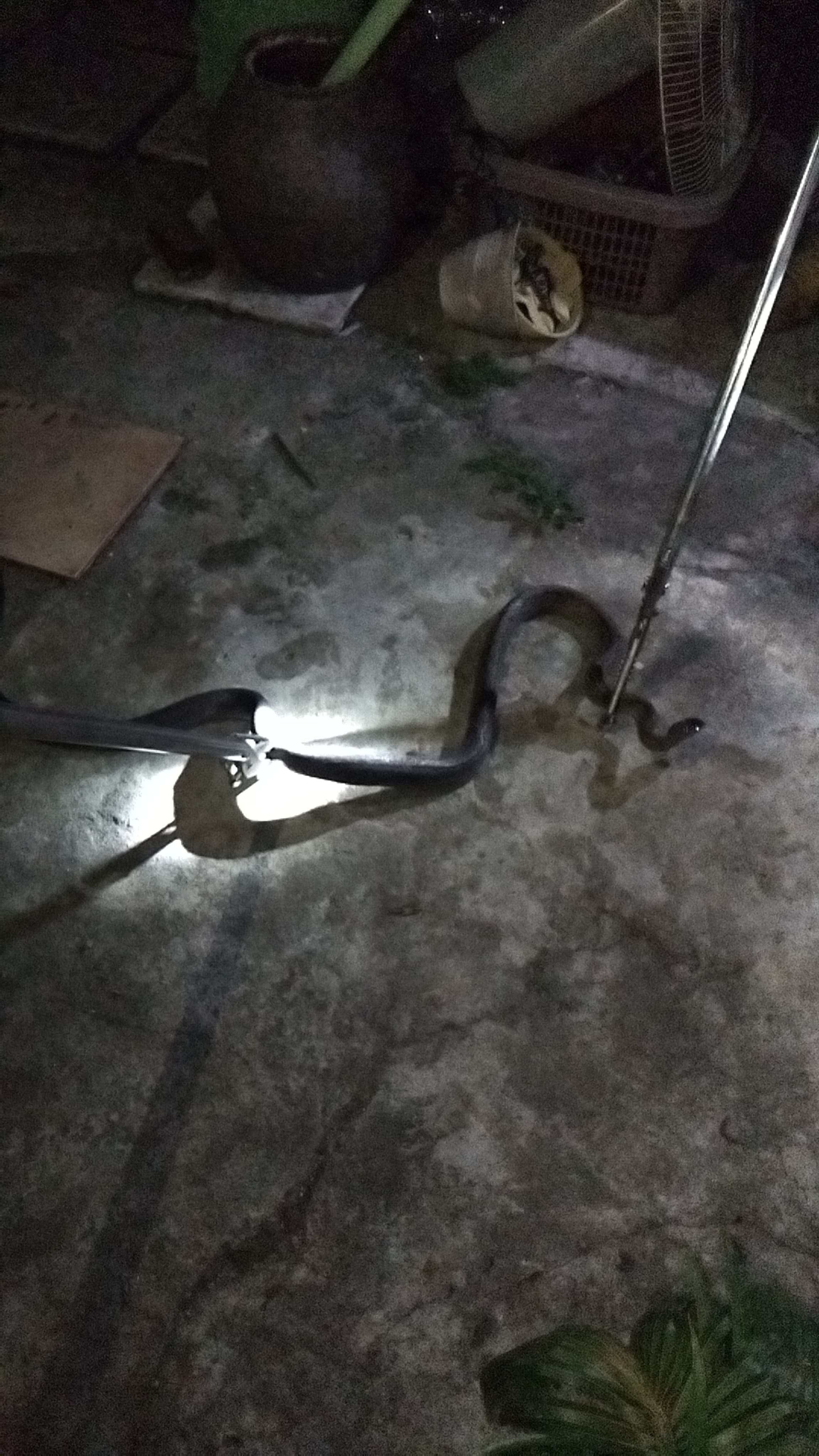 evakuasi ular di rumah warga yang beralamat di  Jl. Jeruk atas no.31