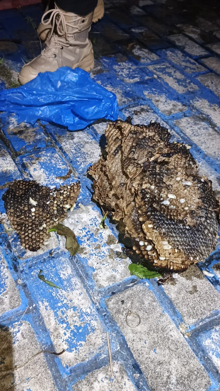 evakuasi sarang tawon di rumah warga   Jl. Pistol