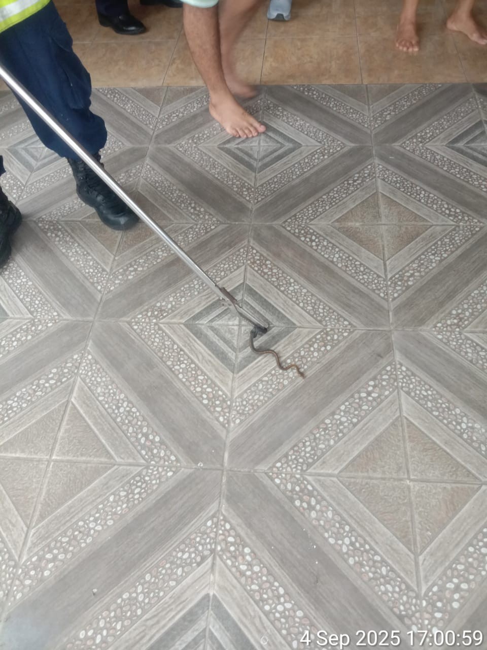 evakuasi seekor ular dirumah warga Jl. Mufakat