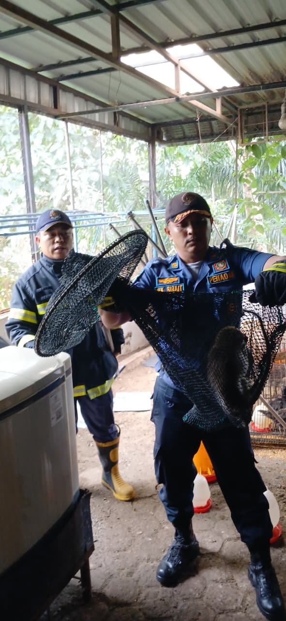 Personil Dinas Pemadam Kebakaran dan Penyelamatan berhasil mengevakuasi seekor monyet dirumah warga 