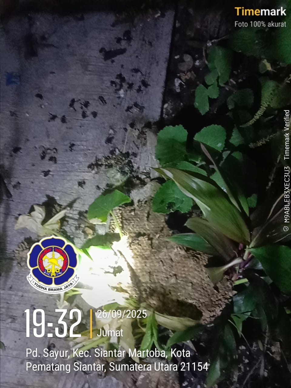 Personil Dinas Pemadam Kebakaran dan Penyelamatan berhasil mengevakuasi sarang tawon di Jl.Bukit Ma