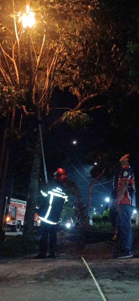 Personil Dinas Pemadam Kebakaran dan Penyelamatan berhasil mengevakuasi sarang tawon di Jl. Nagahut