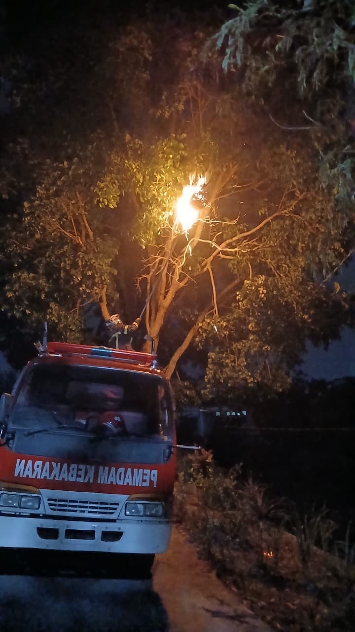 Personil Dinas Pemadam Kebakaran dan Penyelamatan berhasil mengevakuasi sarang tawon di  Jl. Bahkora