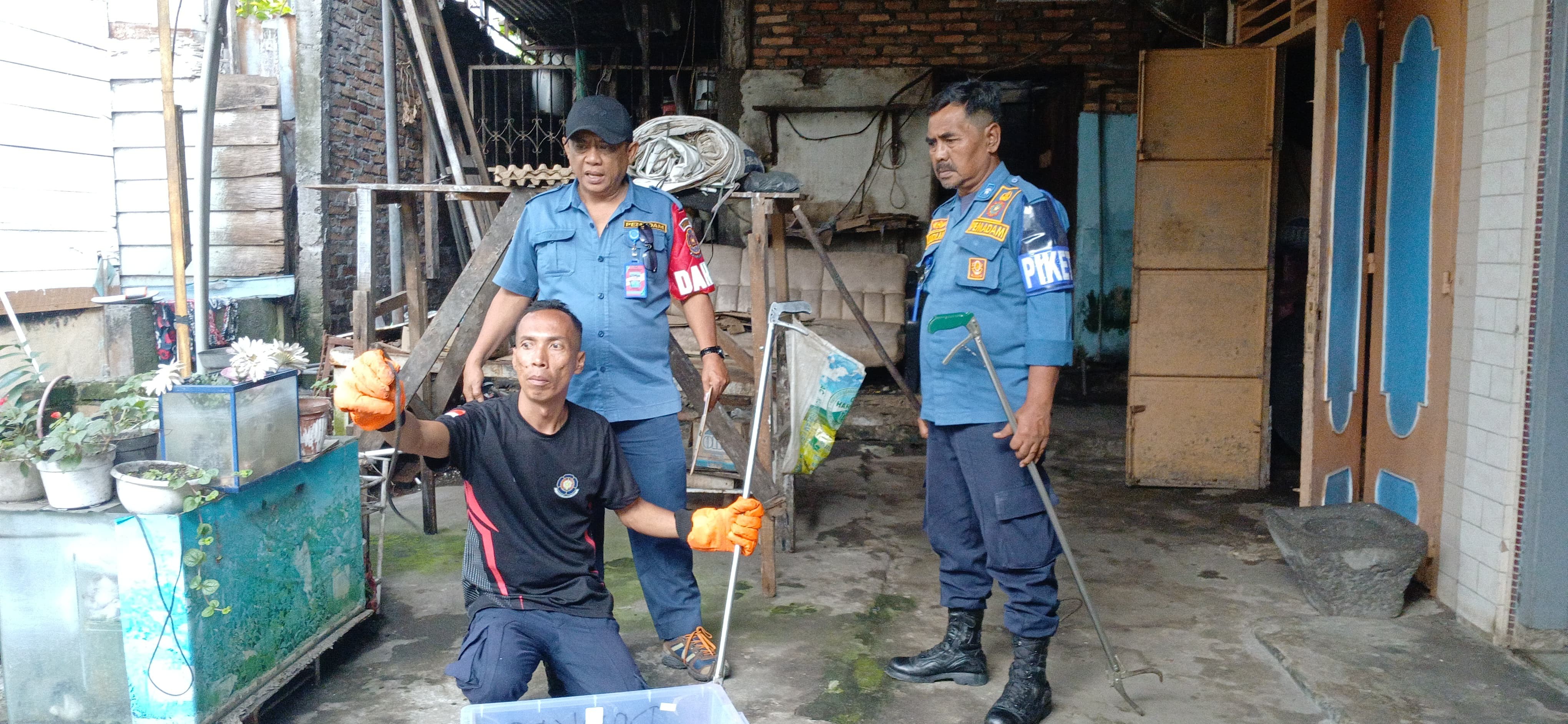 Personil Dinas Pemadam Kebakaran dan Penyelamatan berhasil mengevakuasi seekor ular di rumah warga