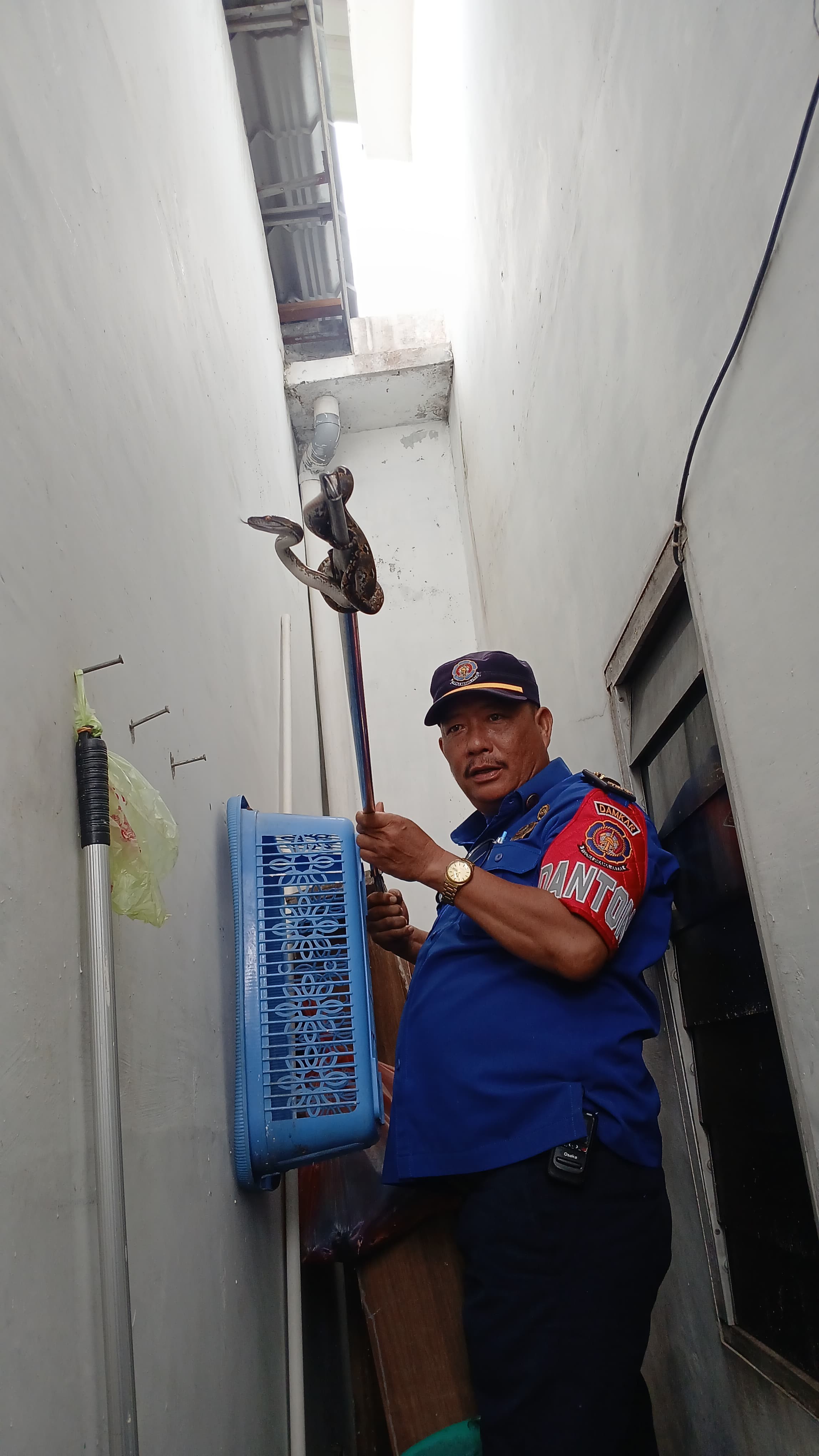 Personil Dinas Pemadam Kebakaran dan Penyelamatan berhasil mengevakuasi seekor  ular di rumah warga 