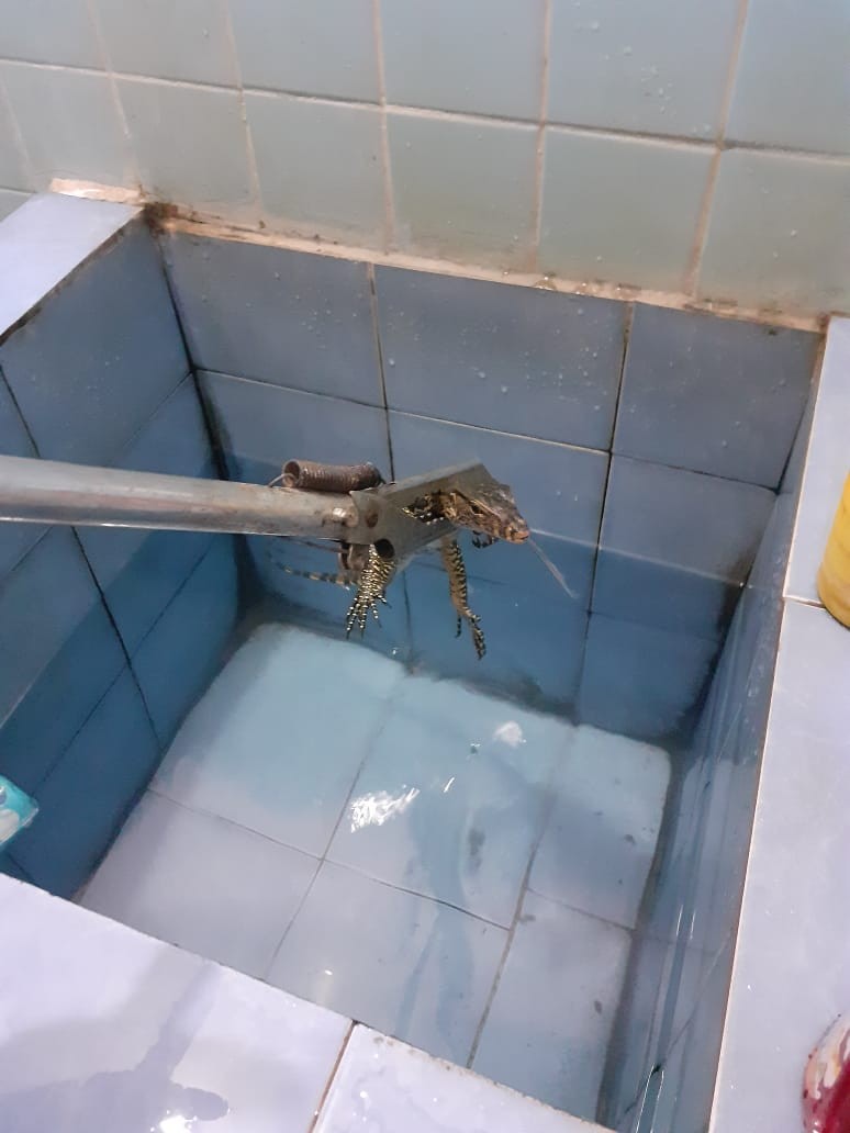 Personil Dinas Pemadam Kebakaran dan Penyelamatan berhasil mengevakuasi seekor biawak di rumah warga