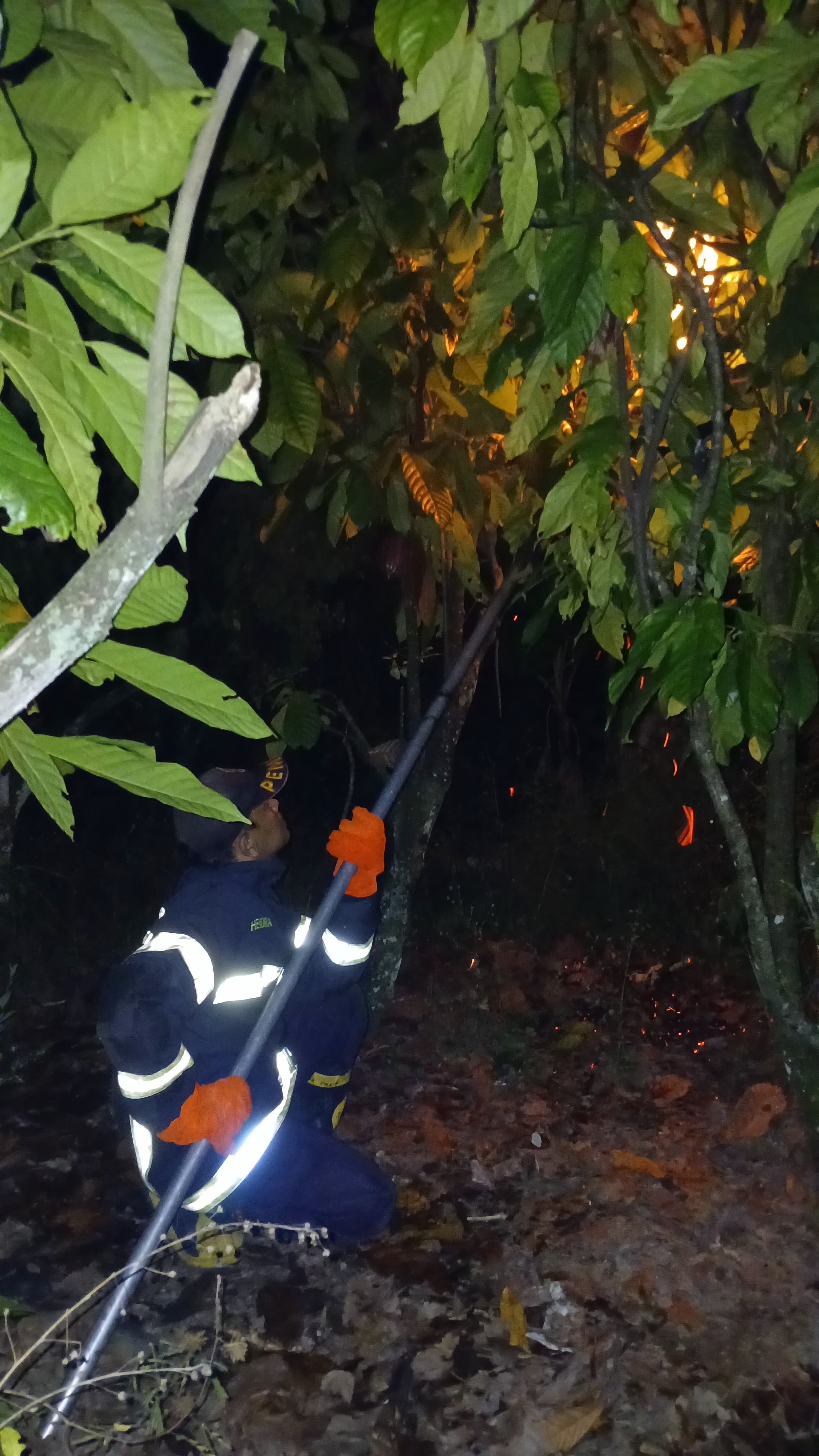 Personil Dinas Pemadam Kebakaran dan Penyelamatan berhasil mengevakuasi sarang tawon di Jl. Nagahu