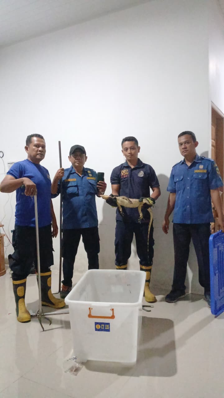 Personil Dinas Pemadam Kebakaran dan Penyelamatan berhasil mengevakuasi seekor biawak di dalam rumah