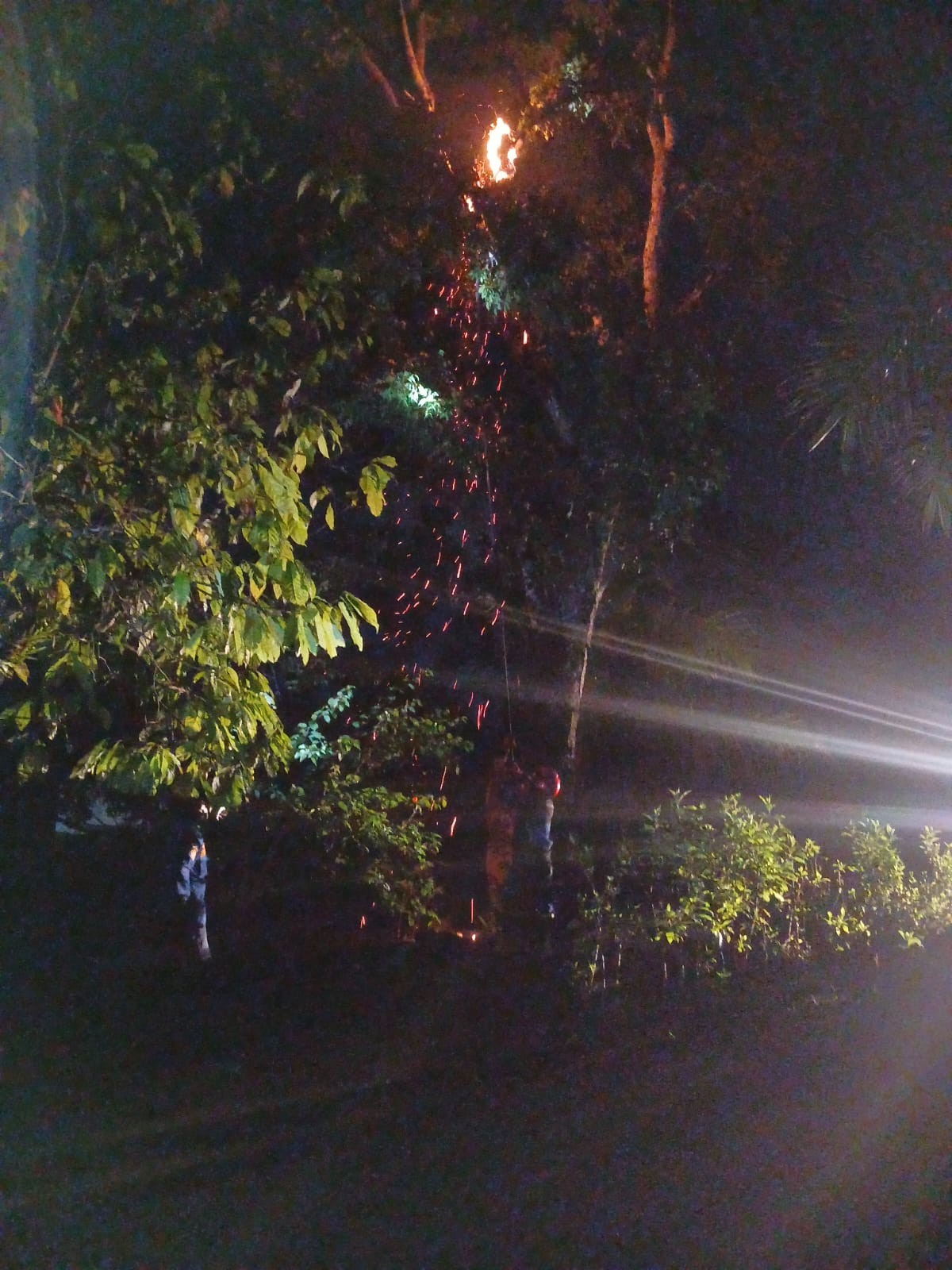 Personil Dinas Pemadam Kebakaran dan Penyelamatan berhasil mengevakuasi sarang tawon di   Jl. Sinta 