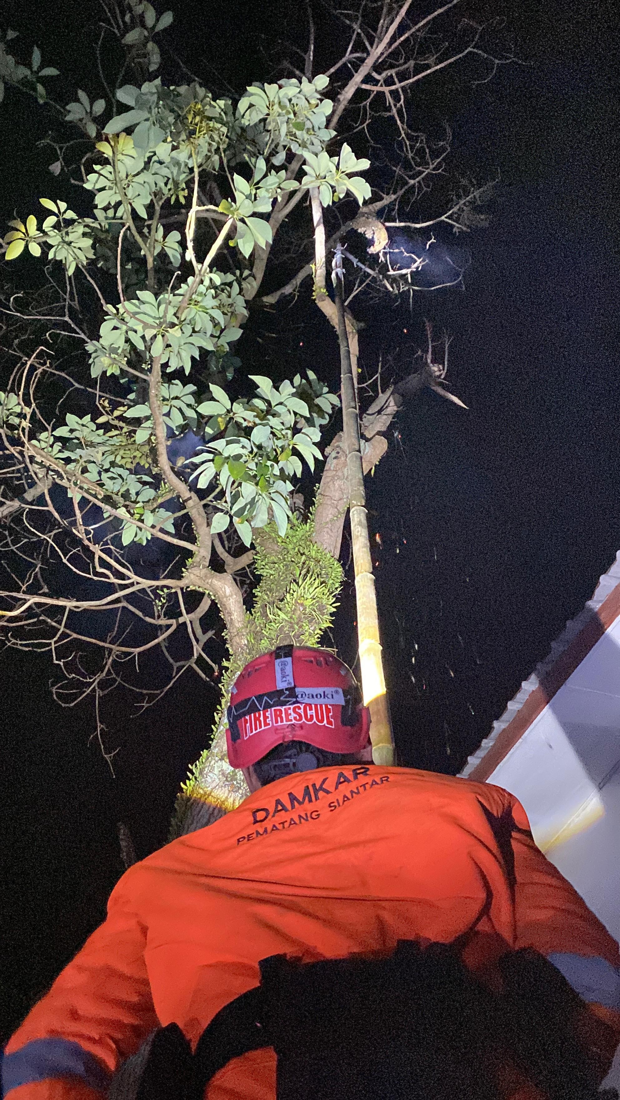 Personil Dinas Pemadam Kebakaran dan Penyelamatan berhasil mengevakuasi sarang tawon di  Jl. Lagubot