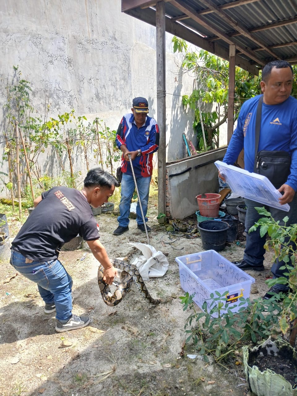 Personil Dinas Pemadam Kebakaran dan Penyelamatan berhasil mengevakuasi seekor ular di  Jl. Pematang