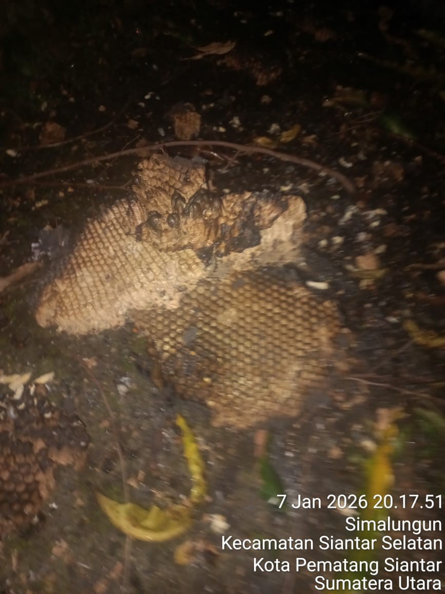 Personil Dinas Pemadam Kebakaran dan Penyelamatan berhasil mengevakuasi sarang tawon di RSUD Dr. Dja