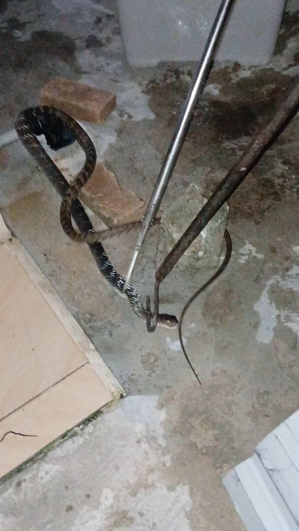 evakuasi seekor ular di  Jl. Pattimura ujung gg. Melati