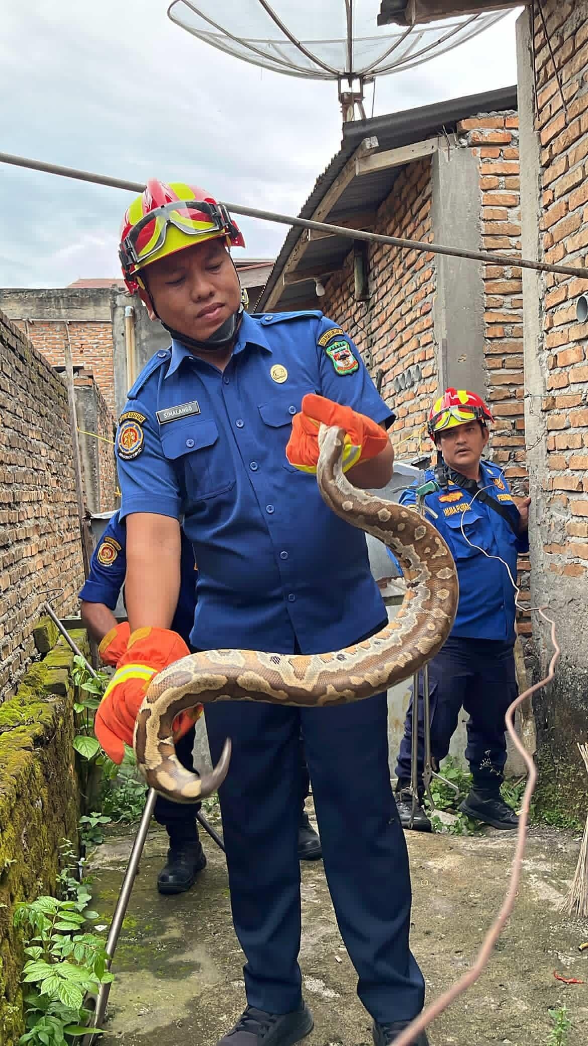 evakuasi seekor ular di  Jl. Sumber Jaya II Gg Sawit
