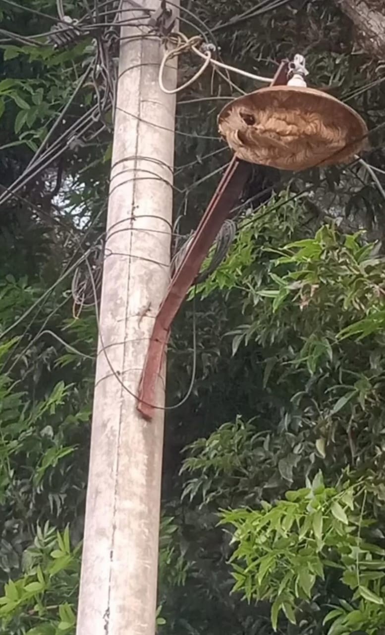 Personel Dinas Damkarmat melaksanakan evakuasi sarang tawon di Jl. Pendidikan gg Gupp